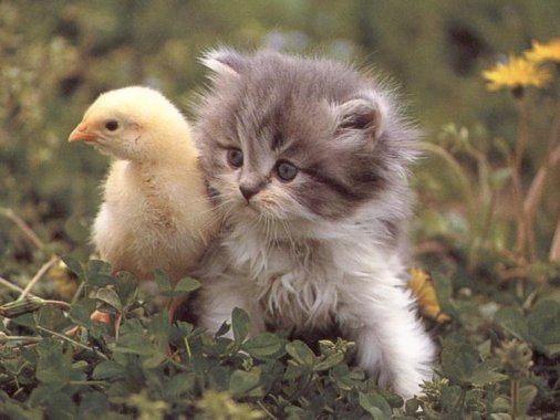 kitten with baby duck